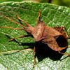 Крайовик щавлевий (Coreus marginatus)