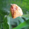 Іржа кропиви (Puccinia urticata)