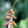 М'якотілка темнувата (Cantharis nigricans)