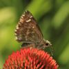 Carcharodus alceae (Hesperiidae, Lepidoptera)