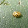 Psyllobora vigintiduopunctata (Coccinellidae)