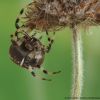 Araneus quadratus