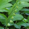 Купина багатоквіткова. Купена многоцветковая. Polygonatum multiflorum