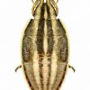 Aelia acuminata