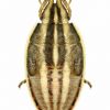 Aelia acuminata