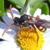 Nomada fucata ?