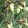 Bombus pascuorum ssp. floralis