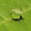 Stictocephala bisoniai (Membracidae. Hemiptera)