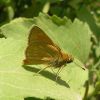 Ochlodes sylvanus (Hesperiidae, Lepidoptera)