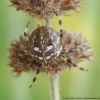 Araneus quadratus