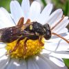 Nomada fucata ?