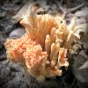 Ramaria cf. subbotrytis