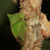 Stictocephala bisoniai (Membracidae. Hemiptera)