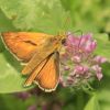 Ochlodes sylvanus (Hesperiidae, Lepidoptera)