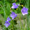 Дзвоники персиколисті. Колокольчик персиколистный. Campanula persicifolia