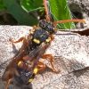 Nomada fucata ?