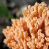 Ramaria cf. subbotrytis