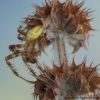 Araneus quadratus