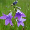 Дзвоники розлогі. Колокольчик раскидистый. Campanula patula (Аномальна рослина)