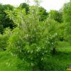 Робінія звичайна. Робиния лжеакация. Robinia pseudoacacia