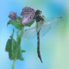 Somatochlora flavomaculata