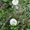 Convolvulus arvensis / Берізка польова