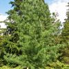 Pinus × schwerinii Fitschen