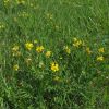 Lotus corniculatus var. maritimus Rupr.