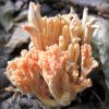 Ramaria cf. subbotrytis