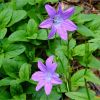 Дзвоники розлогі. Колокольчик раскидистый. Campanula patula (Аномальна рослина)