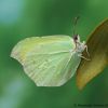 Gonepteryx rhamni