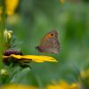 Coenonympha pamphilus