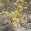 Helichrysum corymbiforme opperm. ex Katina