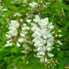 Робінія звичайна. Робиния лжеакация. Robinia pseudoacacia