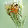 Araneus diadematus