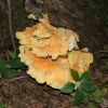 Laetiporus sulphureus