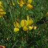 Lotus corniculatus var. maritimus Rupr.