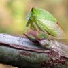 Цяткоголовка бізонова (Stictocephala bisonia)