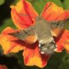 Macroglossum stellatarum