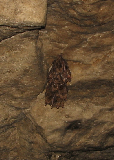 Myotis myotis (Borkhausen, 1797)