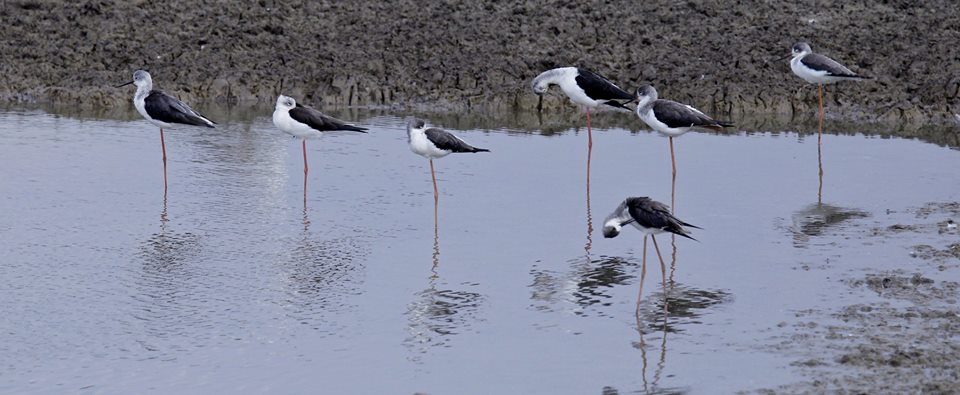 Himantopus himantopus (Linnaeus, 1758)