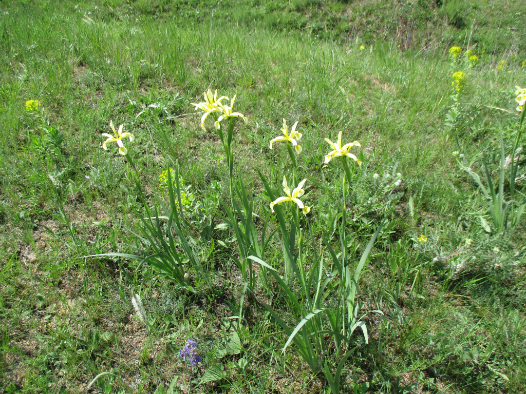 Iris halophila Pall.