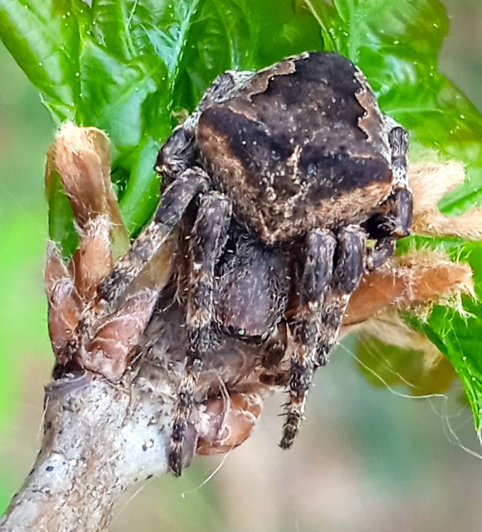 Araneus angulatus Clerck, 1757