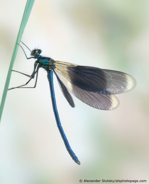 Calopteryx splendens (Harris, 1782)