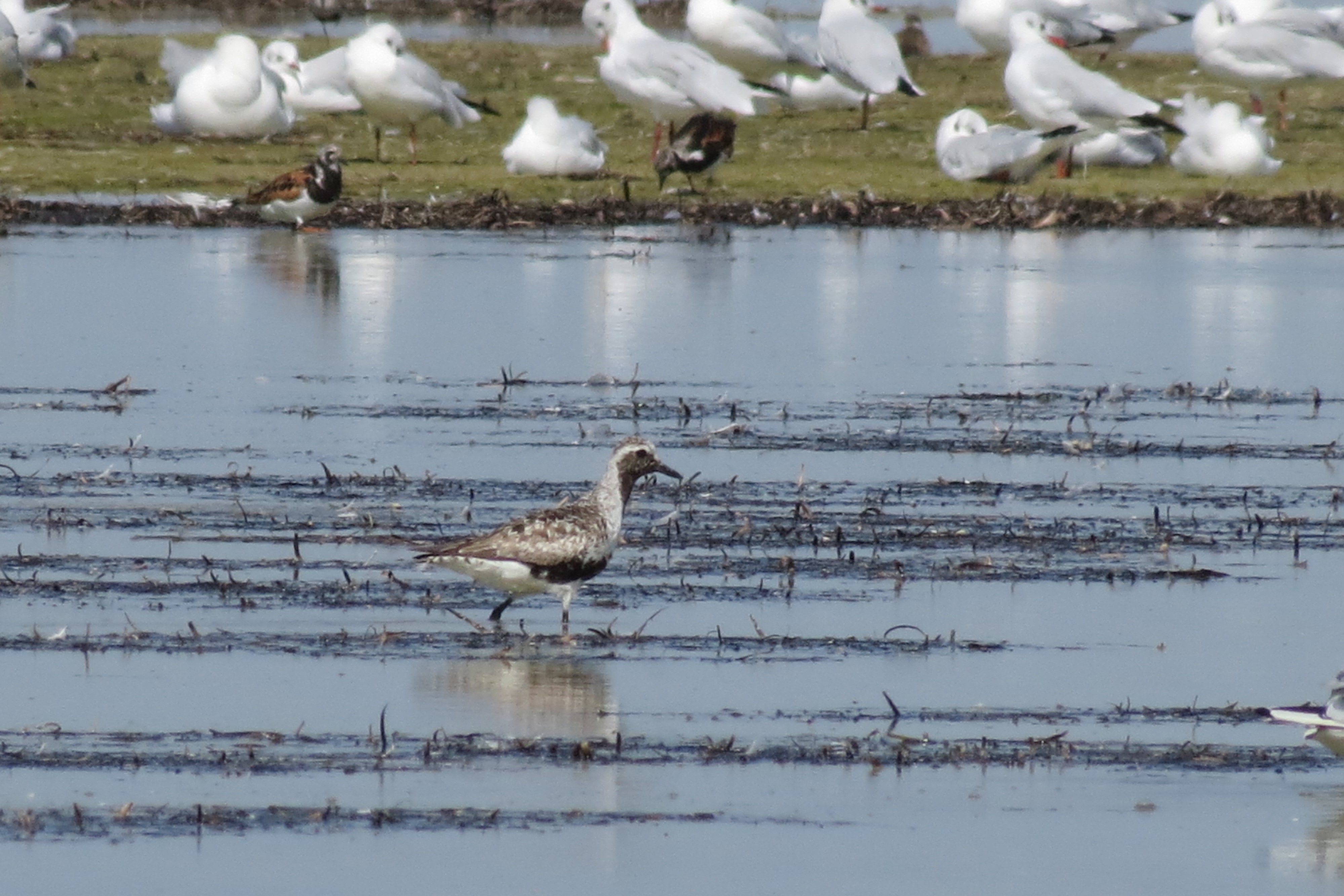 Pluvialis squatarola (Linnaeus, 1758)