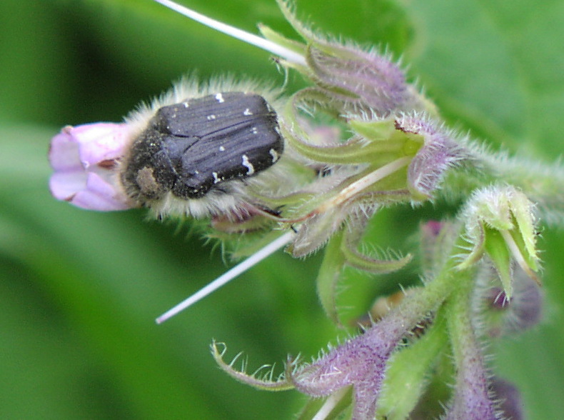 Tropinota (Epicometis) hirta (Poda, 1761)