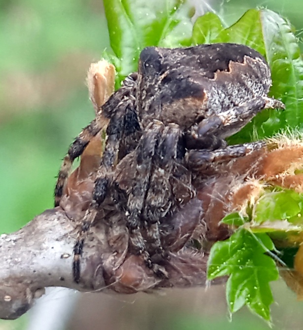 Araneus angulatus Clerck, 1757