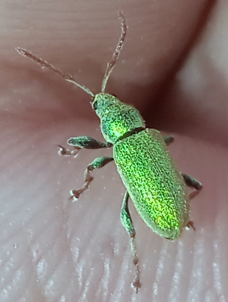 Phyllobius (Dieletus) argentatus (Linnaeus, 1758)