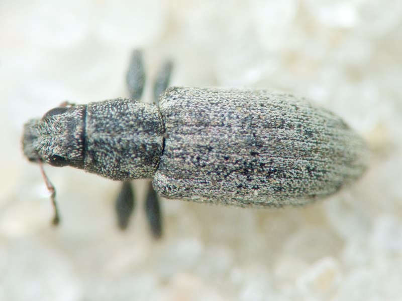 Sitona cylindricollis Fåhraeus, 1840