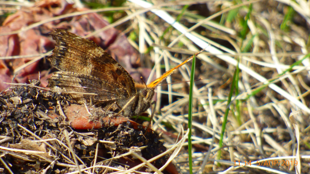 Nymphalis xanthomelas (Esper, 1781)